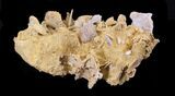 Exquisite Miniature Ammonite Fossil Cluster - France #31765-3